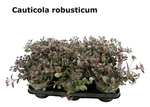 Robust Stonecrop (Sedum cauticola) – 12cm Pot