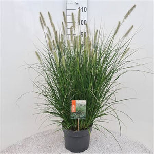 Pennisetum 'Hameln' Ornamental Grass – 26cm Pot