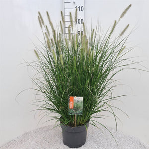 Pennisetum 'Hameln' Ornamental Grass – 26cm Pot