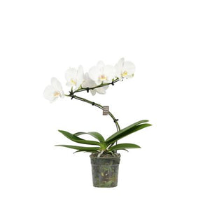 White Phalaenopsis Orchid ‘Twister Wing’ – 12cm Pot