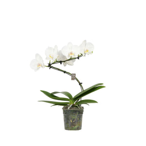 White Phalaenopsis Orchid ‘Twister Wing’ – 12cm Pot