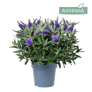 Hebe 'Wild Blue' – 15cm Pot, 30cm High