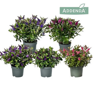 Mixed Hebe ‘Donna’ – 15cm Pot, Approx. 30cm High