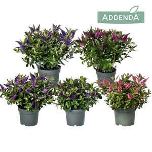 Mixed Hebe ‘Donna’ – 15cm Pot, Approx. 30cm High
