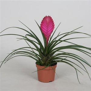 Pink Quill Plant (Tillandsia cyanea) – 9cm Pot