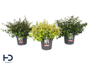 Abelia grandiflora ‘Gemengd’ – 17cm Pot