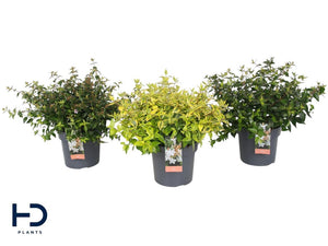 Abelia grandiflora ‘Gemengd’ – 17cm Pot