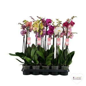 Mixed Phalaenopsis Orchid – 2 Stems, 12cm Pot