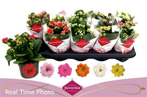 Mixed Double Kalanchoe – 10.5cm Pot