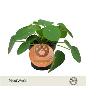 Chinese Money Plant (Pilea peperomioides) – 10.5cm Pot