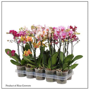 Mixed Phalaenopsis Orchid – 12cm Pot, 50cm Tall