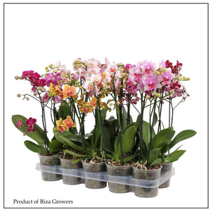 Mixed Phalaenopsis Orchid – 12cm Pot, 50cm Tall