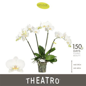 White Phalaenopsis Orchid – 4 Stem, 12cm Pot