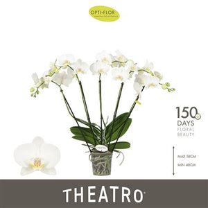 White Phalaenopsis Orchid – 5 Stem, 12cm Pot