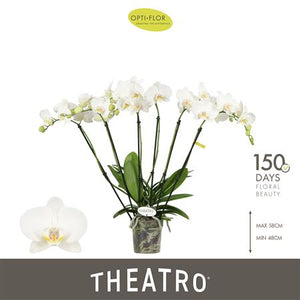 White Phalaenopsis Orchid – 12cm Pot, 60cm