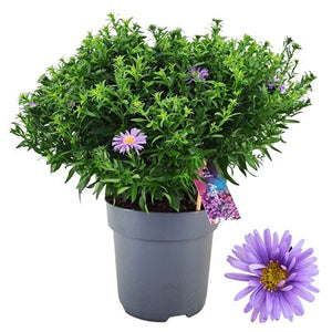Purple Aster ‘Alpha Dark Purple’ – 17cm Pot