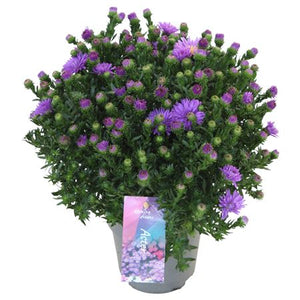 Purple Aster ‘Alpha Dark Purple’ – 12cm Pot