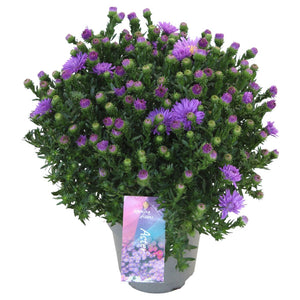 Purple Aster ‘Alpha Dark Purple’ – 12cm Pot
