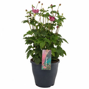 Japanese Anemone ‘Emmy Deep Rose’ – 23cm Pot