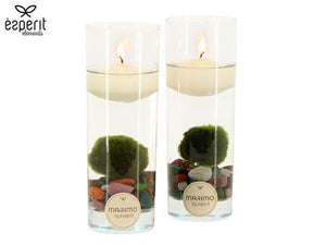 Marimo Moss Ball Arrangement – 6cm Glass Pot