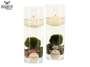 Marimo Moss Ball Arrangement – 6cm Glass Pot