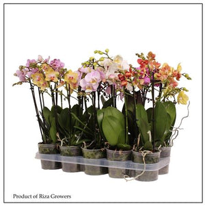 Mixed Phalaenopsis Multifloratype Orchid – 12cm Pot