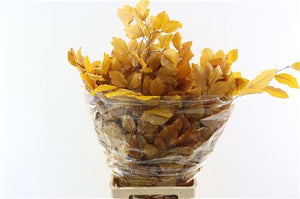 Preserved Yellow Beech Branches – 10-Stem Bunch