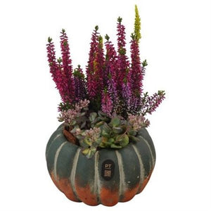 Autumn Outdoor Plant Arrangement – 17cm Concrete Pot