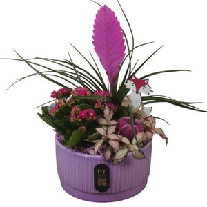 Autumn Plant Arrangement in Ceramic Dish – 16cm Pot