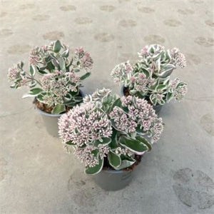 Sedum ‘La Vie en Rose’ – 12cm Pot