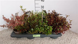 Mixed Coprosma Shrub – 13cm Pot, 35cm High