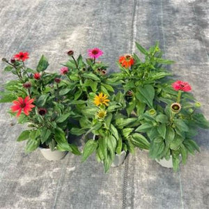 Red Echinacea (Echinacea) – 15cm Pot