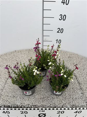 Daboecia cantabrica Trio – 11cm Pot
