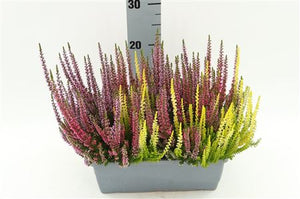 Calluna Vulgaris Trio Heather Planter – 27cm Pot