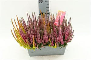 Calluna vulgaris Heather Balcony Planter – 27cm