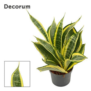 Green Snake Plant (Sansevieria trifasciata) – 9cm Pot