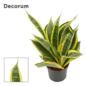 Green Snake Plant (Sansevieria trifasciata) – 9cm Pot