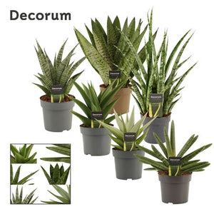 Mixed Sansevieria Houseplant – 14cm Pot, 40cm High