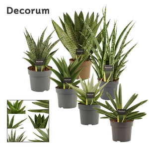 Mixed Sansevieria Houseplant – 14cm Pot, 40cm High