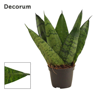 Sansevieria Zeylanica Fan – 6cm Pot