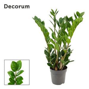 Zamioculcas zamiifolia ‘Lima’ – 10.5cm Pot