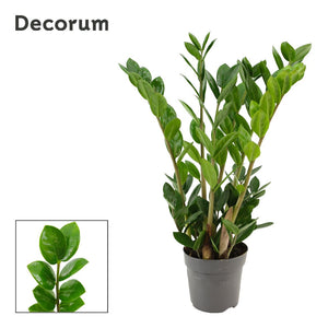 Zamioculcas zamiifolia ‘Lima’ – 10.5cm Pot