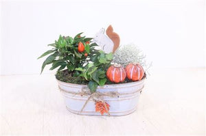 Garden Plant Arrangement in Zinc Pot – 25cm