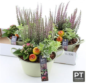 Zinc Plant Arrangement – 25cm Pot