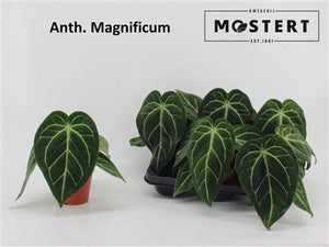 Anthurium magnificum – 12cm Pot, 35cm Tall