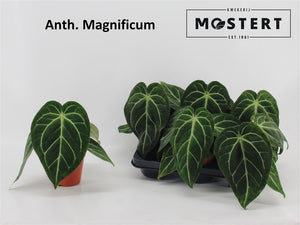 Anthurium magnificum – 12cm Pot, 35cm Tall