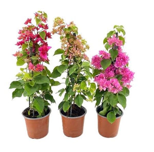 Mixed Bougainvillea Plant – 14cm Pot, 55cm High