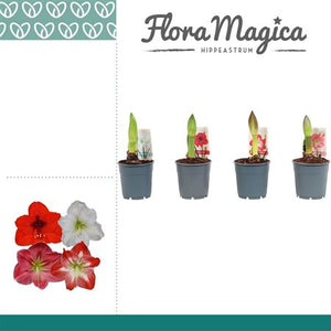 Mixed Hippeastrum Bulb Plant – 12cm Pot
