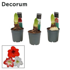 Mixed Hippeastrum (Amaryllis) – 12cm Pot