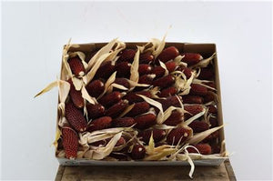 Ornamental Strawberry Corn Stem (Zea mays)